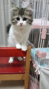 雪 様のお迎えした子猫