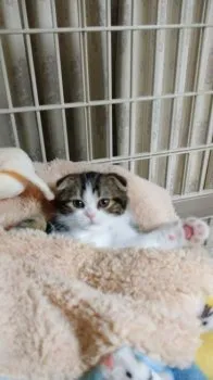 こころ 様のお迎えした子猫