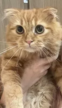 はる 様のお迎えした子猫
