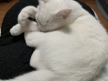 かれん 様のお迎えした子猫