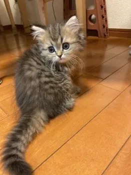 amanogawa 様のお迎えした子猫