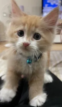 Meg 様のお迎えした子猫