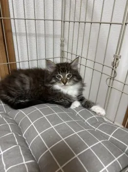 Y.A 様のお迎えした子猫