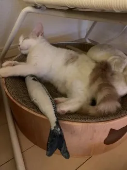 福子 様のお迎えした子猫