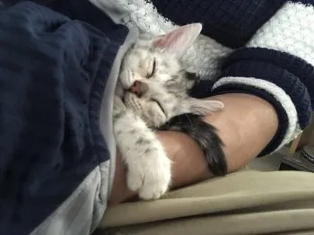 あっきー 様のお迎えした子猫