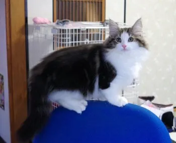 Kemi 様のお迎えした子猫