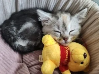 A.O 様のお迎えした子猫