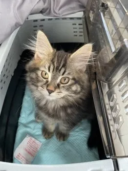 アルバーノン 様のお迎えした子猫