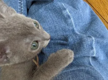 みー 様のお迎えした子猫