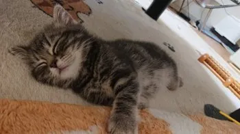 megu 様のお迎えした子猫