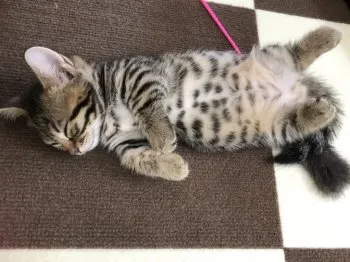 チェブ 様のお迎えした子猫