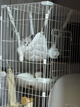 S.N 様のお迎えした子猫