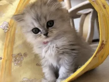 くっきー 様のお迎えした子猫