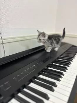 Y.K 様のお迎えした子猫