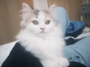 A.J 様のお迎えした子猫