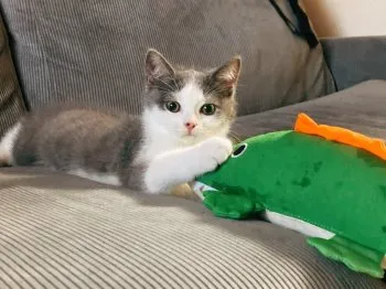 張 様のお迎えした子猫