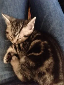 さとちゃん 様のお迎えした子猫