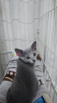 W.T 様のお迎えした子猫