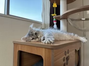 Y.D 様のお迎えした子猫