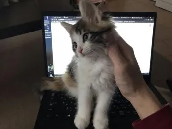 しろくま 様のお迎えした子猫