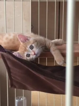 ももちゃん 様のお迎えした子猫