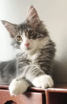 タマ 様のお迎えした子猫