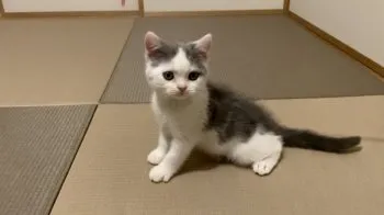 だんご 様のお迎えした子猫