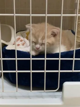 H.N 様のお迎えした子猫