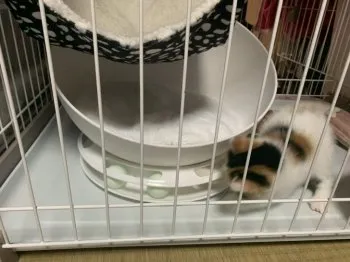 ルンのママ 様のお迎えした子猫