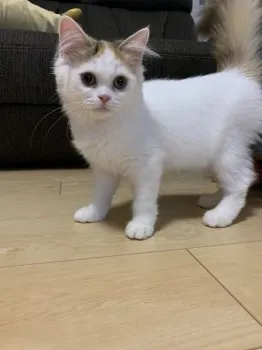 みわ 様のお迎えした子猫