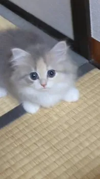 シン 様のお迎えした子猫