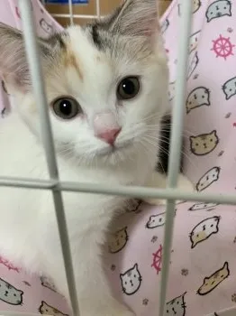 ゆか 様のお迎えした子猫