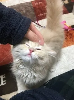 とら 様のお迎えした子猫