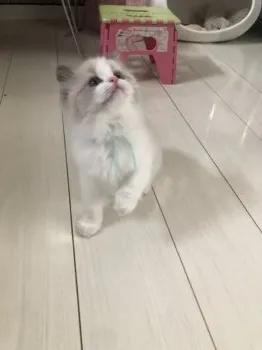 朱雀 様のお迎えした子猫