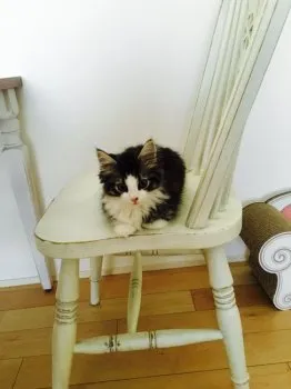 マリ 様のお迎えした子猫