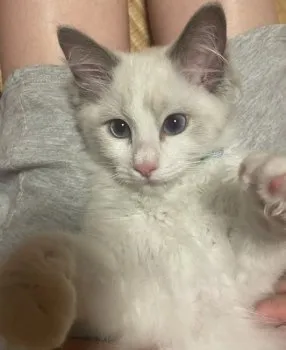 ももまゆ 様のお迎えした子猫