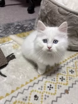 S.T 様のお迎えした子猫