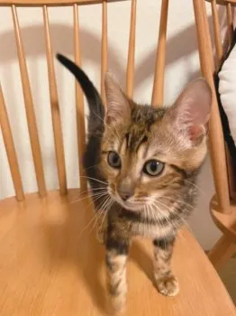 ちゃん 様のお迎えした子猫