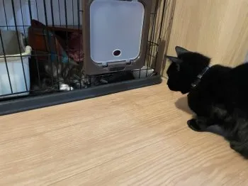 ゆう太郎 様のお迎えした子猫