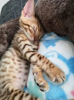チャコ 様のお迎えした子猫