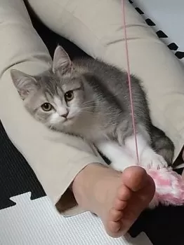 T.N 様のお迎えした子猫