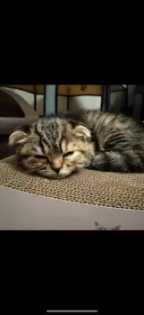 オッツ 様のお迎えした子猫