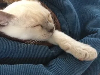 コトコト 様のお迎えした子猫