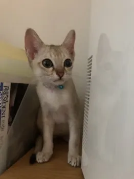 リエ 様のお迎えした子猫