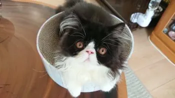 大福 様のお迎えした子猫