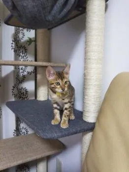 きいちゃん一家 様のお迎えした子猫