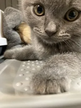 トモミ 様のお迎えした子猫