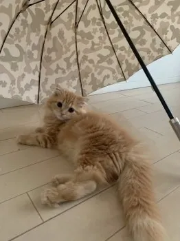 きなこ 様のお迎えした子猫
