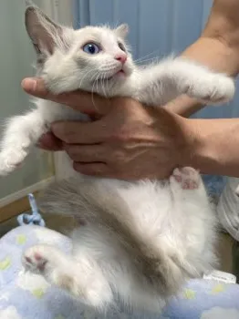 M.H 様のお迎えした子猫
