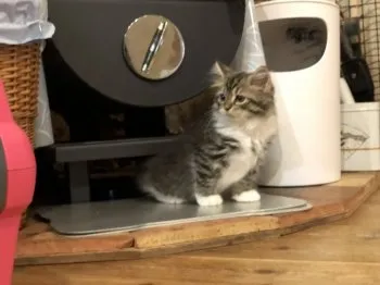 業泣鬼 様のお迎えした子猫